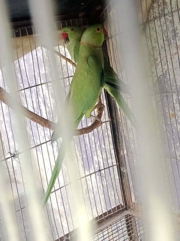 Ringneck full breeding pair 4