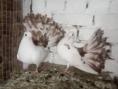 Brown Tail Pigeon lakky Kabootar 03431683430