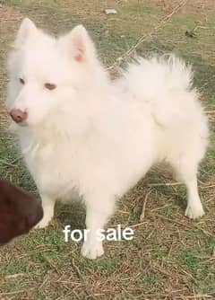 Russian dog long coat mail saat 7 mahine age for sale