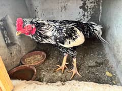 Aseel 2 Murghe, Golden Misri Hen, Duck Female Egg laying