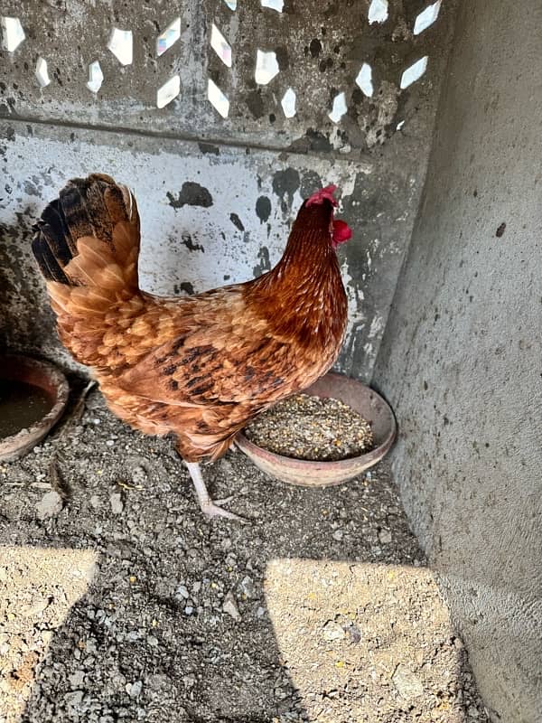 Aseel 2 Murghe, Golden Misri Hen, Duck Female Egg laying 2