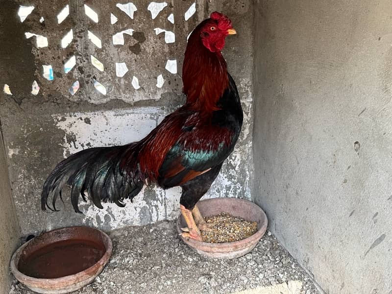 Aseel 2 Murghe, Golden Misri Hen, Duck Female Egg laying 3