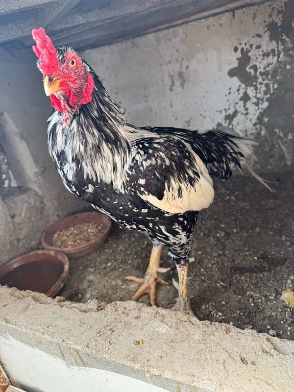 Aseel 2 Murghe, Golden Misri Hen, Duck Female Egg laying 4