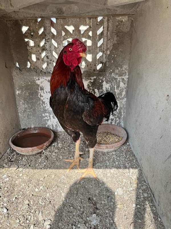 Aseel 2 Murghe, Golden Misri Hen, Duck Female Egg laying 5