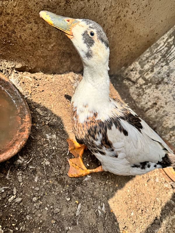 Aseel 2 Murghe, Golden Misri Hen, Duck Female Egg laying 6