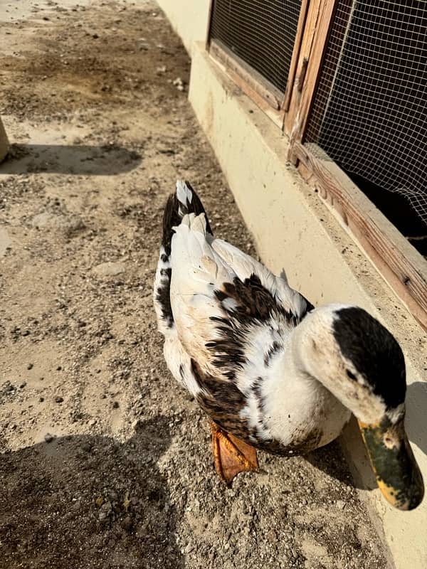 Aseel 2 Murghe, Golden Misri Hen, Duck Female Egg laying 7