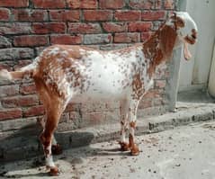 bakri for sale