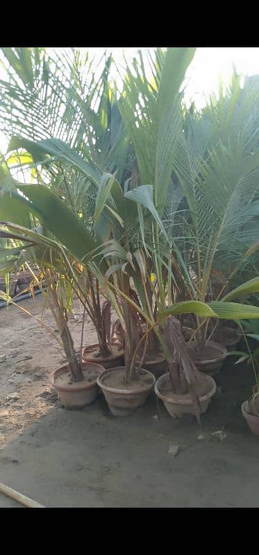 coconut tree for sale 0