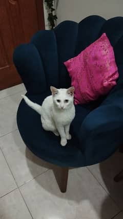 White Triple Coated Blue Eyes Male Cat For Sale