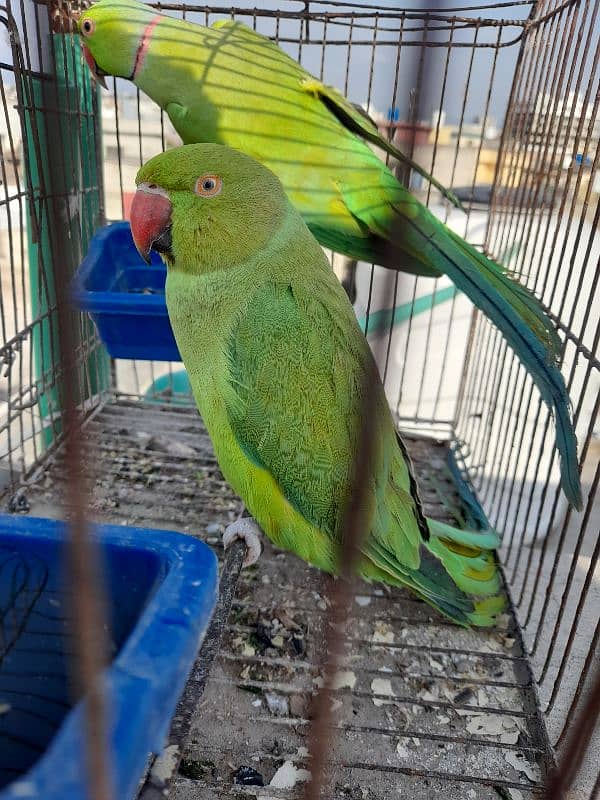 green ringneck female 0