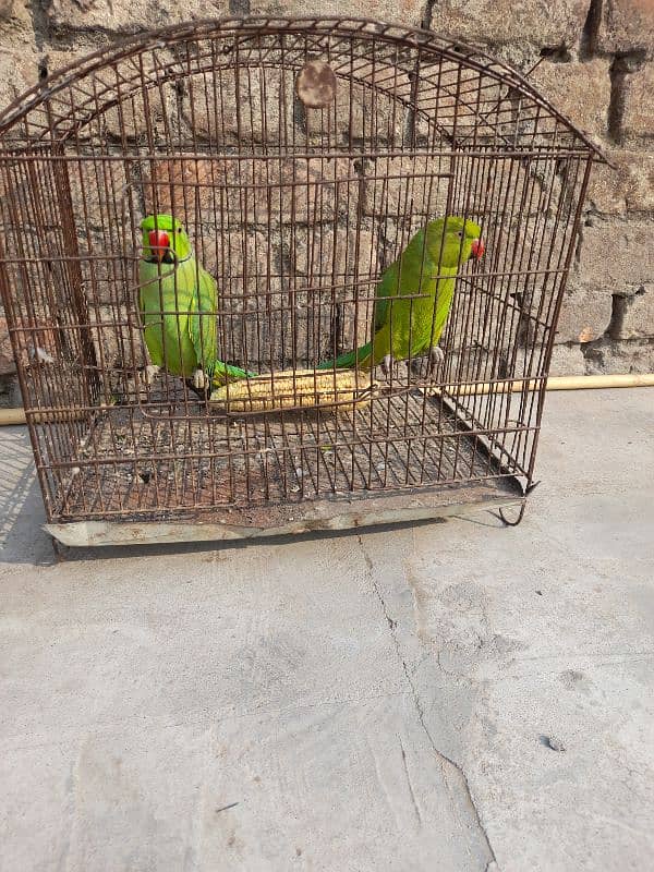 green ringneck female 1