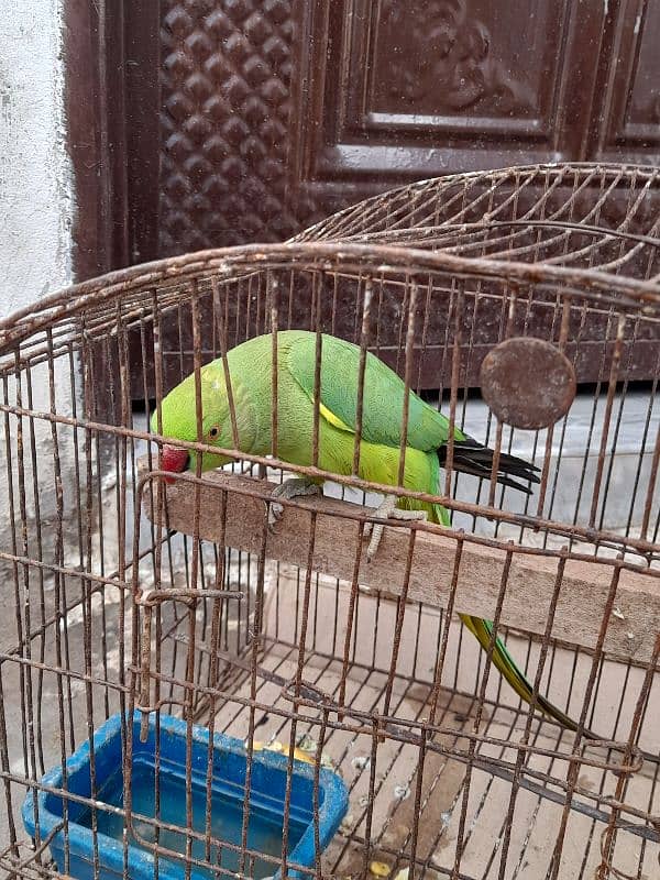 green ringneck female 2