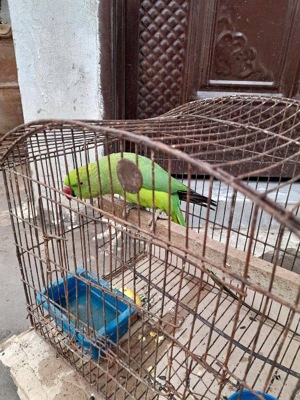 green ringneck female 4