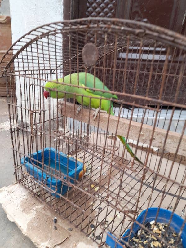 green ringneck female 6