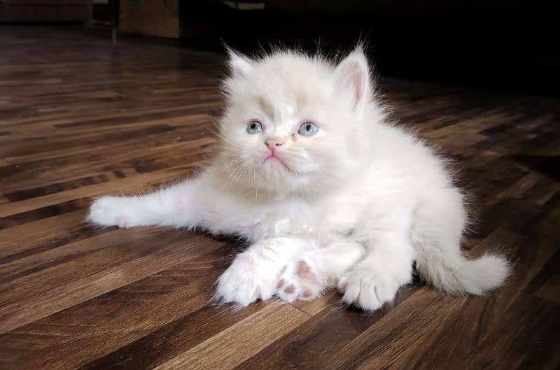 Persian Kitten 1