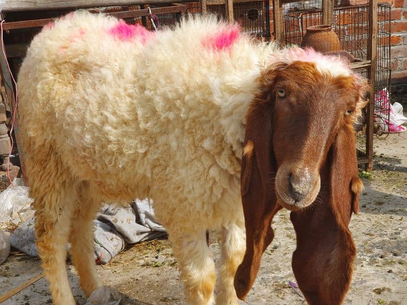 Sheep Sahiwal Breed 0