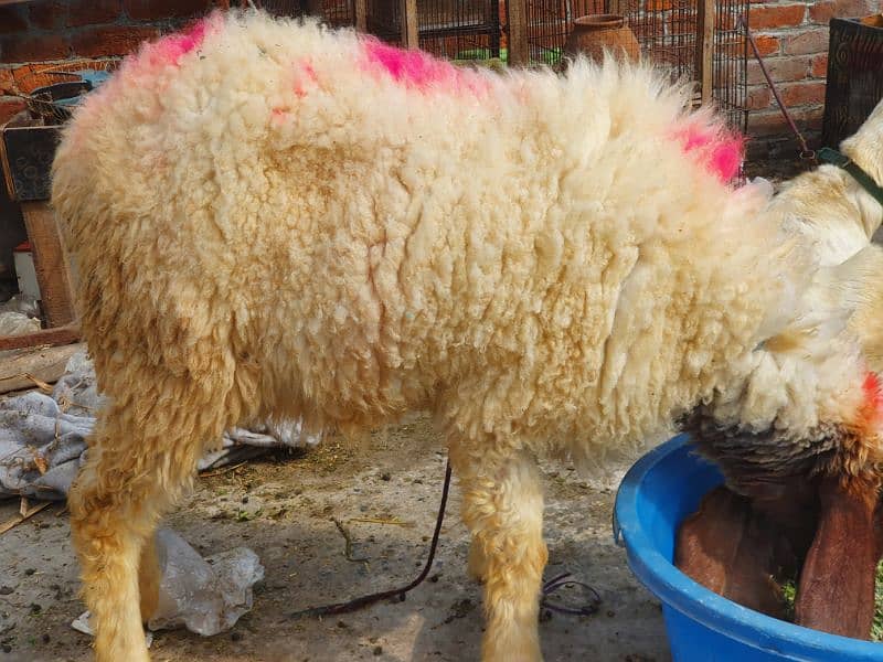 Sheep Sahiwal Breed 1