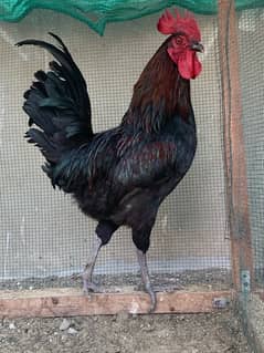 australorp