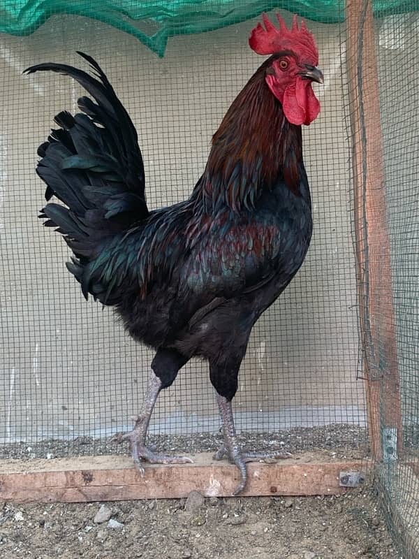 australorp 0