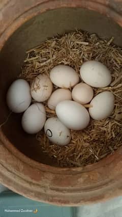 Bentam or polish eggs available