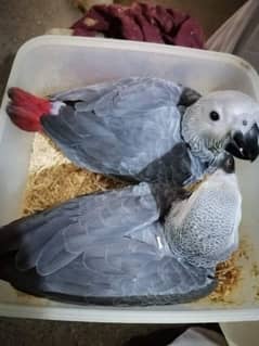 African grey chicks healthy active