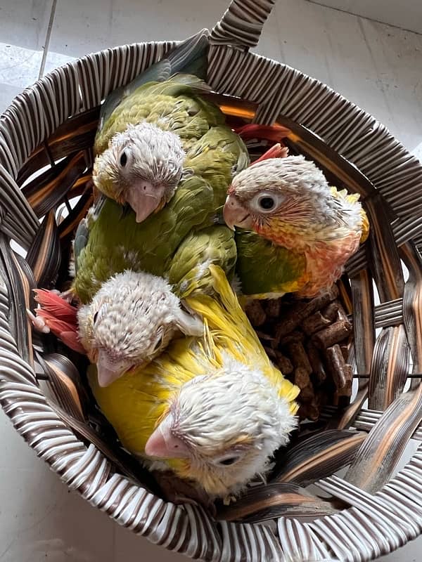 Pineapple Red Factor, Sun cheek, sun conure and yellow sided conure 0