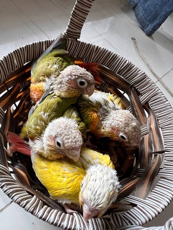 Pineapple Red Factor, Sun cheek, sun conure and yellow sided conure 1