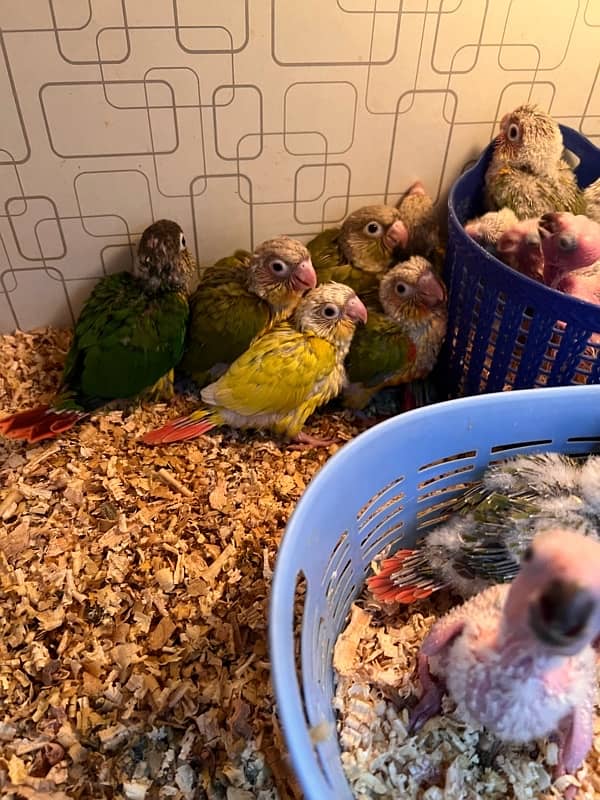 Pineapple Red Factor, Sun cheek, sun conure and yellow sided conure 2