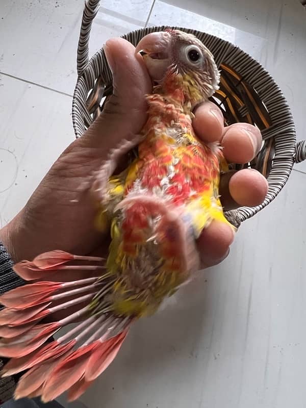 Pineapple Red Factor, Sun cheek, sun conure and yellow sided conure 3