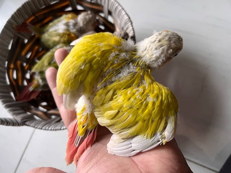 Pineapple Red Factor, Sun cheek, sun conure and yellow sided conure 5