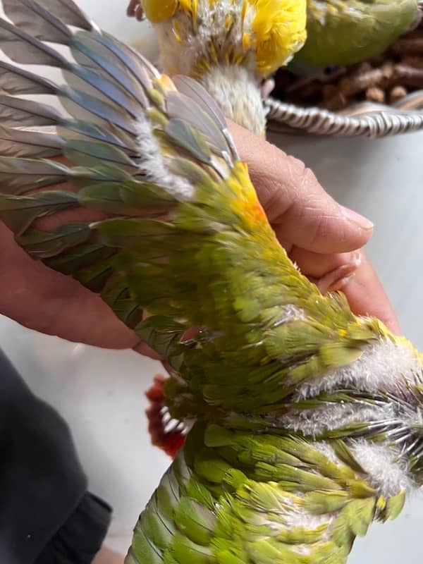 Pineapple Red Factor, Sun cheek, sun conure and yellow sided conure 7