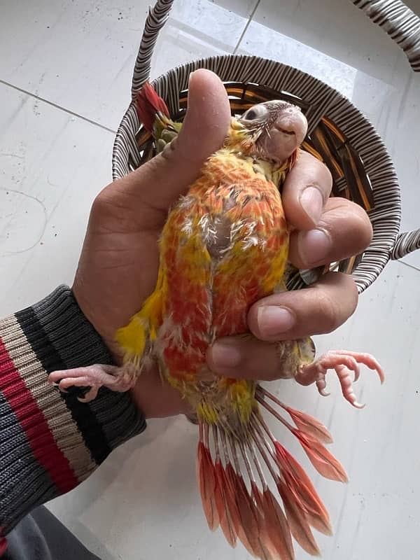 Pineapple Red Factor, Sun cheek, sun conure and yellow sided conure 8