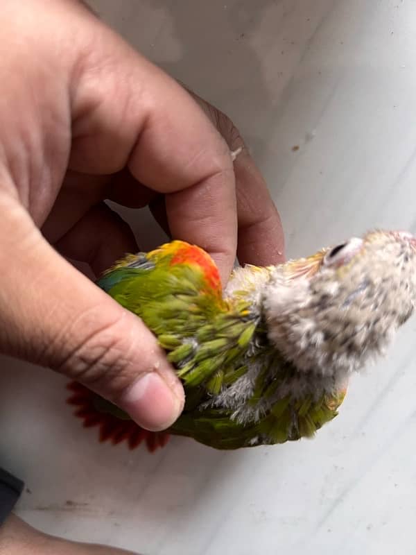 Pineapple Red Factor, Sun cheek, sun conure and yellow sided conure 9