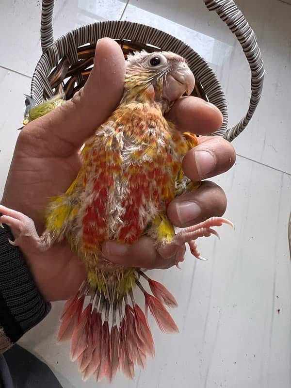 Pineapple Red Factor, Sun cheek, sun conure and yellow sided conure 11