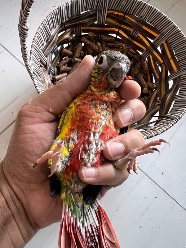 Pineapple Red Factor, Sun cheek, sun conure and yellow sided conure 16