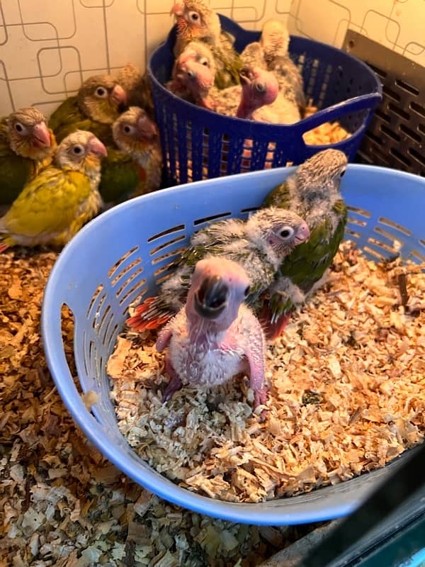 Pineapple Red Factor, Sun cheek, sun conure and yellow sided conure 17