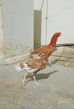 peela aseel sonatol lasani pair eggs for sale