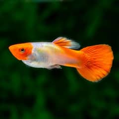 Koi Guppy Fish (Fancy Guppy pure breed)