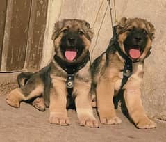 Kurdish Kangal security dog 3 month pair for sale heavy bone