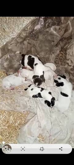 ENGLISH POINTER puppies