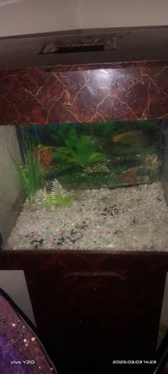 Good aquarium in low budget