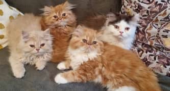 Adult cats available on adoption (kittens for sale only)