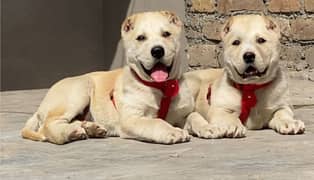 alabai security dog 2 month pair for sale heavy bone