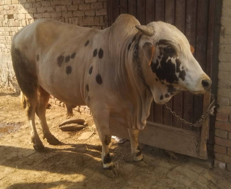 Brahman Bull | Bull for Qurbani | Qurbani 2025 janwar | Bachra 2