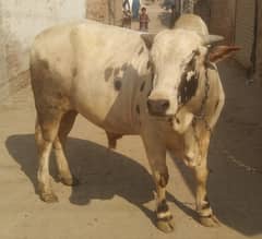 Brahman Bull | Bull for Qurbani | Qurbani 2025 janwar | Bachra