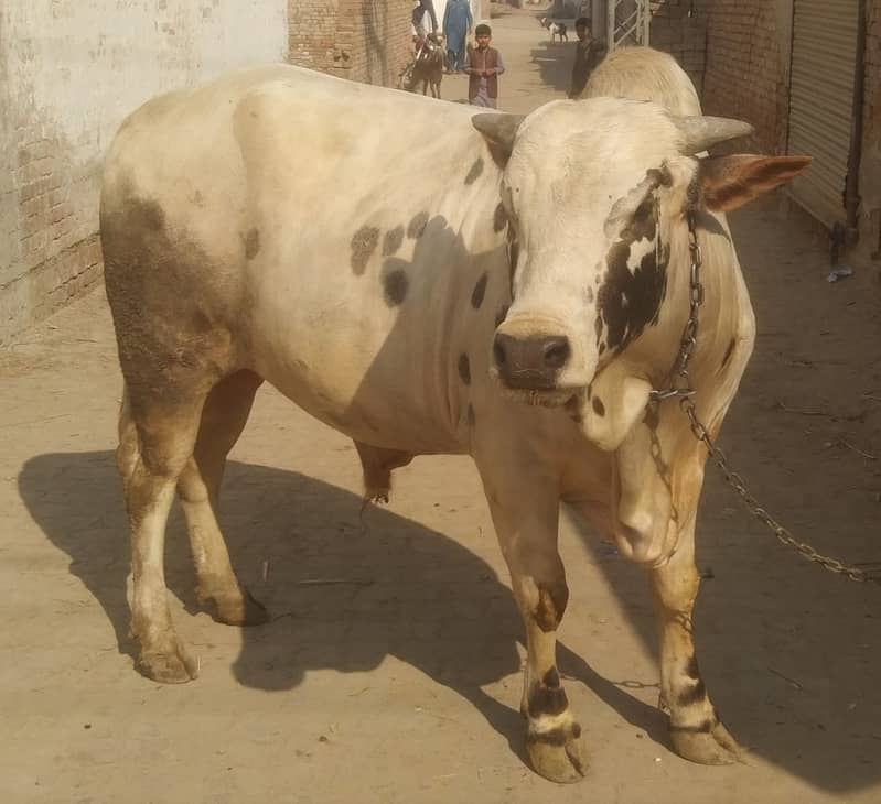 Brahman Bull | Bull for Qurbani | Qurbani 2025 janwar | Bachra 0