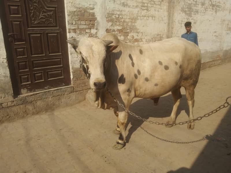 Brahman Bull | Bull for Qurbani | Qurbani 2025 janwar | Bachra 8