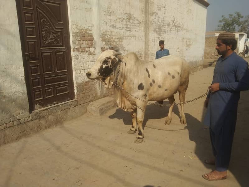 Brahman Bull | Bull for Qurbani | Qurbani 2025 janwar | Bachra 9