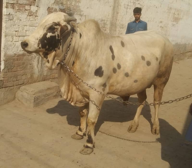 Brahman Bull | Bull for Qurbani | Qurbani 2025 janwar | Bachra 10