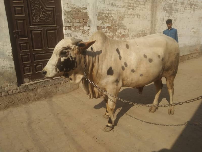 Brahman Bull | Bull for Qurbani | Qurbani 2025 janwar | Bachra 12